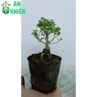 Cây Sam Hương Bonsai Mini