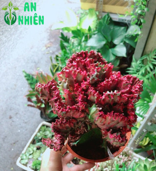 Xương Rồng Vạn Lý Đỏ