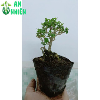 Cây Sam Hương Bonsai Mini