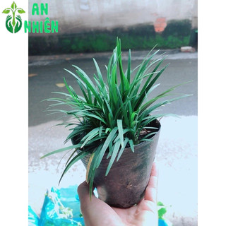 Bụi Cỏ Gấu