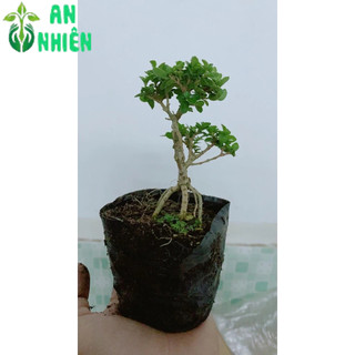 Cây Sam Hương Bonsai Mini