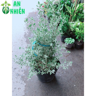 Cây Tuyết Sơn Phi Hồng