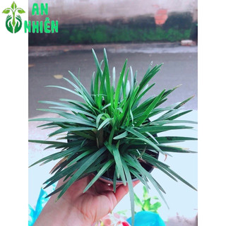 Bụi Cỏ Gấu