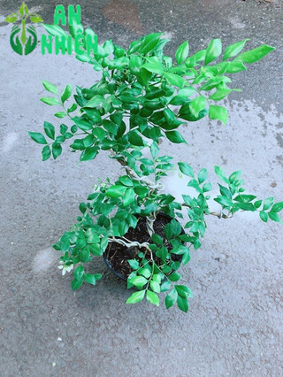 Cây Nguyệt Quế Bonsai