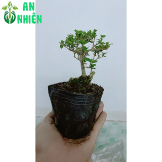 Cây Sam Hương Bonsai Mini