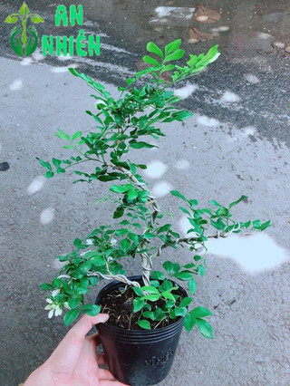 Cây Nguyệt Quế Bonsai
