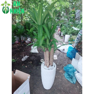 Chậu Cây Thiết Mộc Lan (phát tài 5 thân)