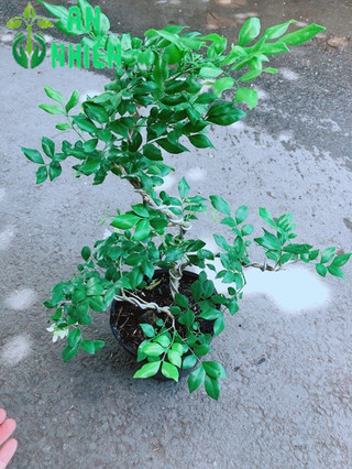 Cây Nguyệt Quế Bonsai