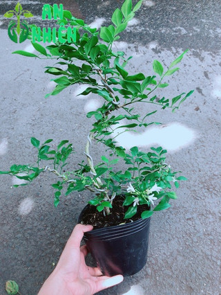 Cây Nguyệt Quế Bonsai