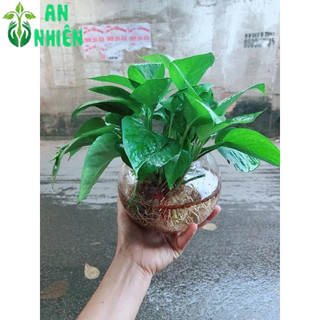 Trầu Bà Thái Trồng Thuỷ Sinh