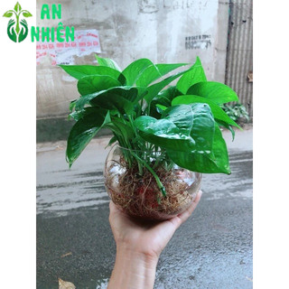 Trầu Bà Thái Trồng Thuỷ Sinh