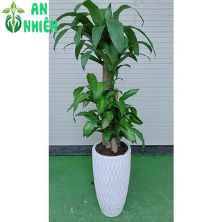 Chậu Cây Thiết Mộc Lan (phát tài 5 thân)