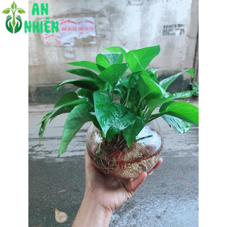 Trầu Bà Thái Trồng Thuỷ Sinh