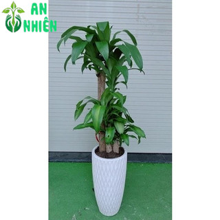 Chậu Cây Thiết Mộc Lan (phát tài 5 thân)