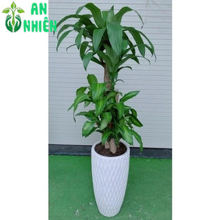 Chậu Cây Thiết Mộc Lan (phát tài 5 thân)