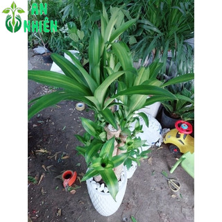 Chậu Cây Thiết Mộc Lan (phát tài 5 thân)