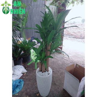 Chậu Cây Thiết Mộc Lan (phát tài 5 thân)