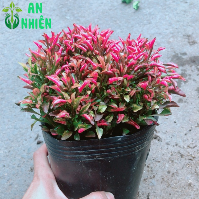 Cây Kỷ Đỏ (Dền Đỏ)
