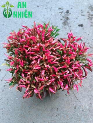 Cây Kỷ Đỏ (Dền Đỏ)