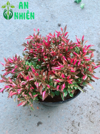 Cây Kỷ Đỏ (Dền Đỏ)