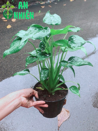 Cây Môn Tai Phật