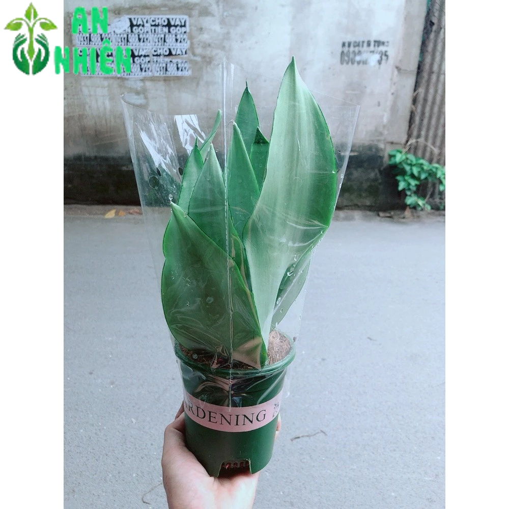 Cây Lưỡi Hổ Bạc