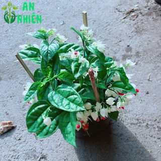 Hoa Ngọc Nữ