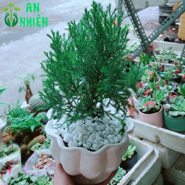 Chậu Tùng Bồng Lai