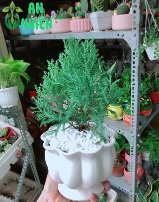 Chậu Tùng Bồng Lai