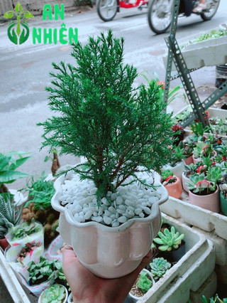 Chậu Tùng Bồng Lai