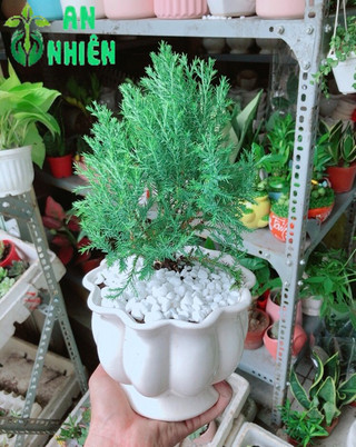 Chậu Tùng Bồng Lai