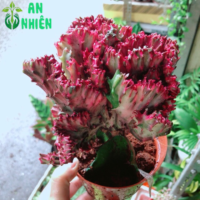 Xương Rồng Vạn Lý Đỏ
