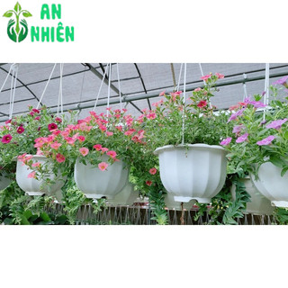 Chậu Hoa Triệu Chuông