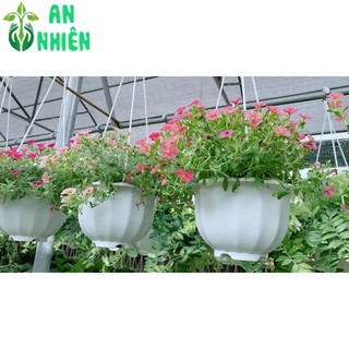 Chậu Hoa Triệu Chuông