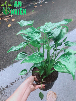 Cây Môn Tai Phật