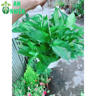 Trầu Bà Thái Xanh Size Lớn