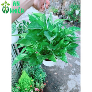 Trầu Bà Thái Xanh Size Lớn