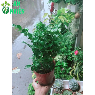 Cây Hạnh Phúc