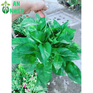 Trầu Bà Thái Xanh Size Lớn