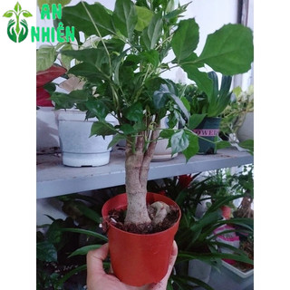 Cây Hạnh Phúc