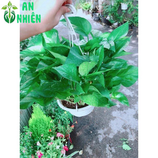 Trầu Bà Thái Xanh Size Lớn