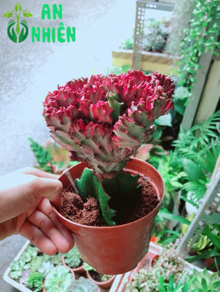 Xương Rồng Vạn Lý Đỏ
