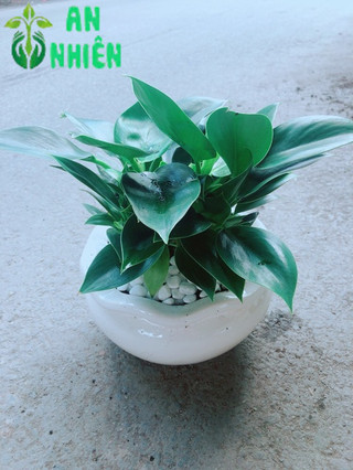 Chậu Trầu Bà Đế Vương