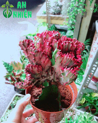 Xương Rồng Vạn Lý Đỏ