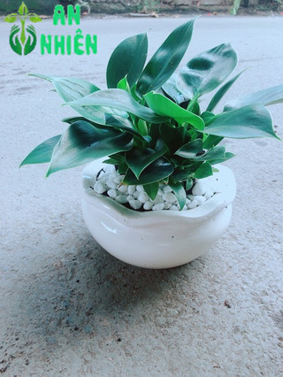 Chậu Trầu Bà Đế Vương