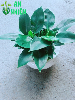 Chậu Trầu Bà Đế Vương