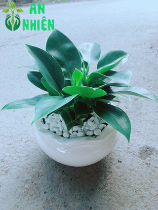 Chậu Trầu Bà Đế Vương