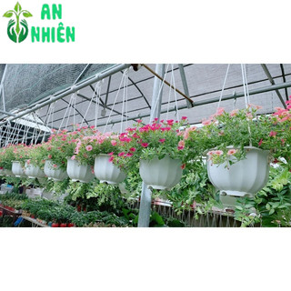 Chậu Hoa Triệu Chuông