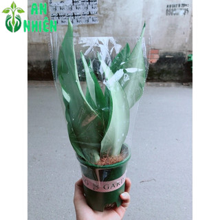 Cây Lưỡi Hổ Bạc