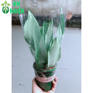Cây Lưỡi Hổ Bạc